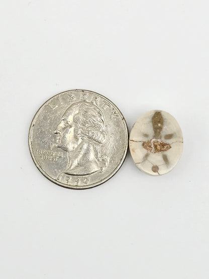 Sand Dollar Fossil