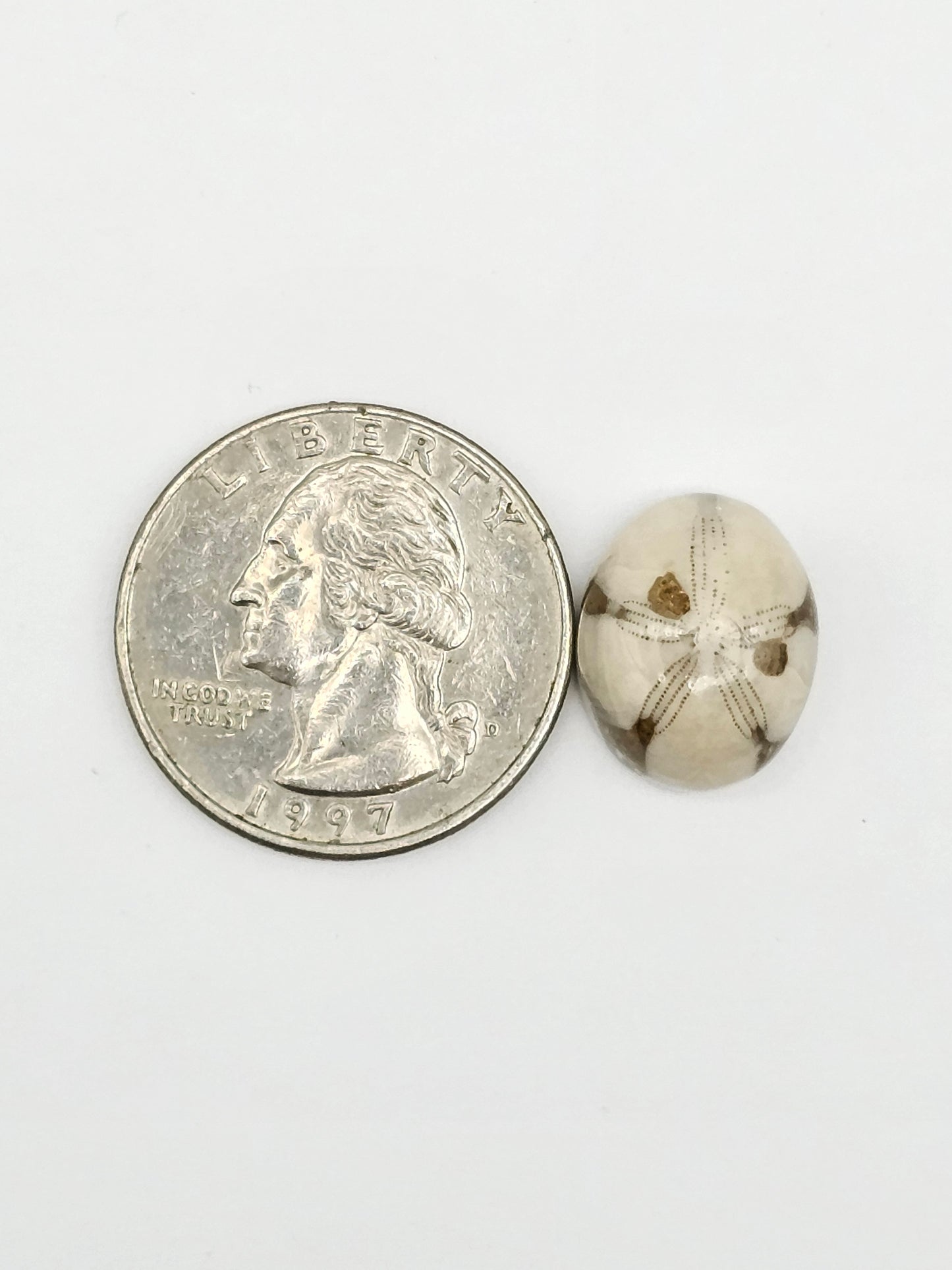 Sand Dollar Fossil
