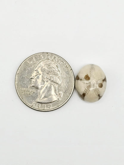 Sand Dollar Fossil
