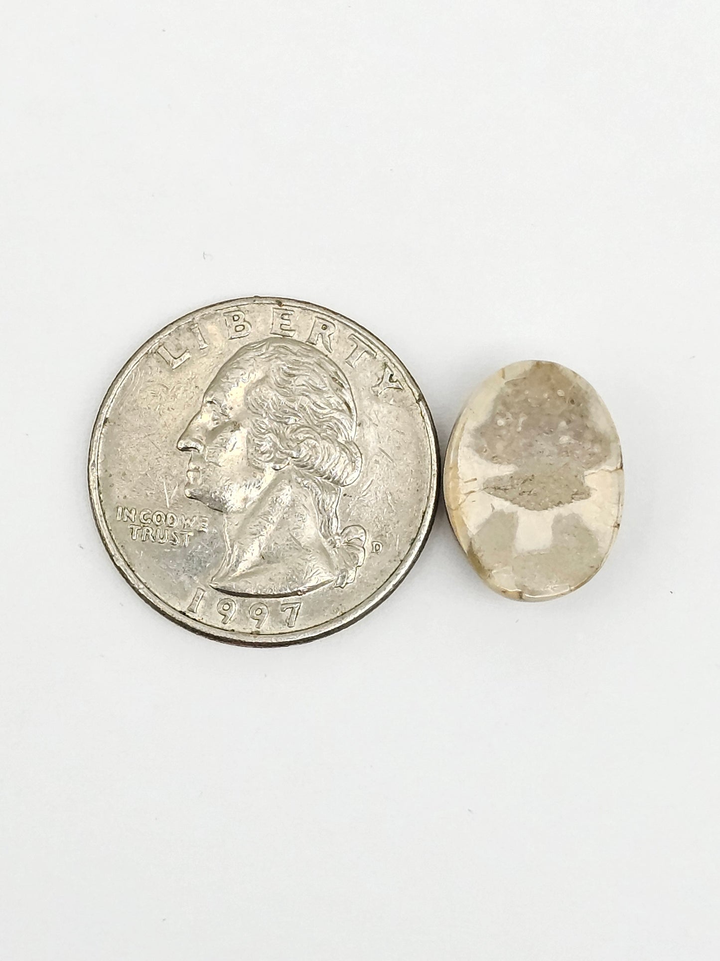 Sand Dollar Fossil