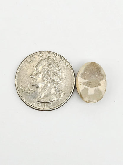Sand Dollar Fossil