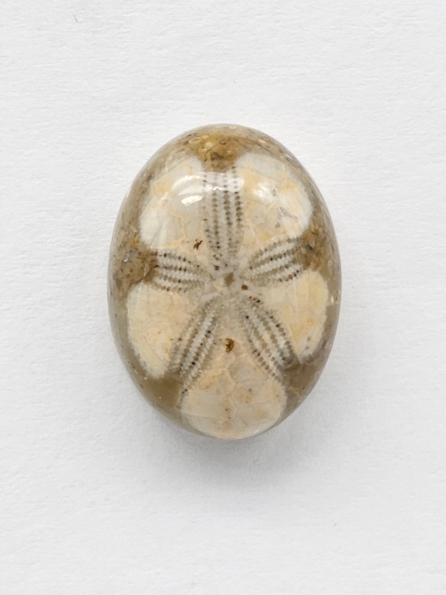 Sand Dollar Fossil