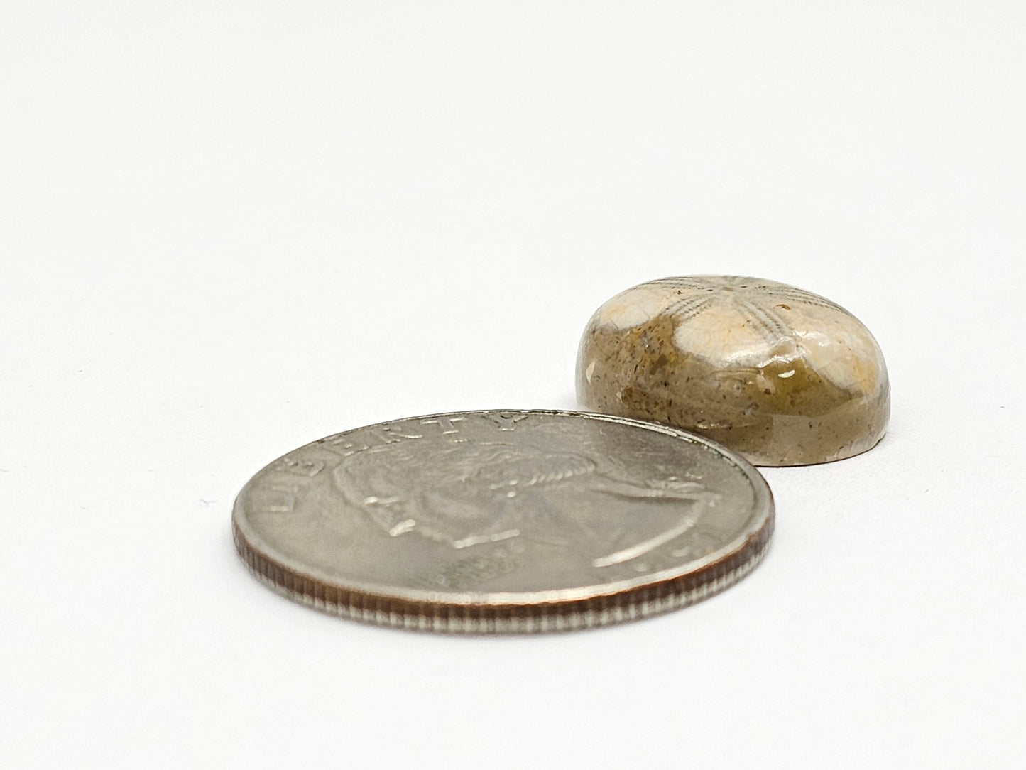 Sand Dollar Fossil