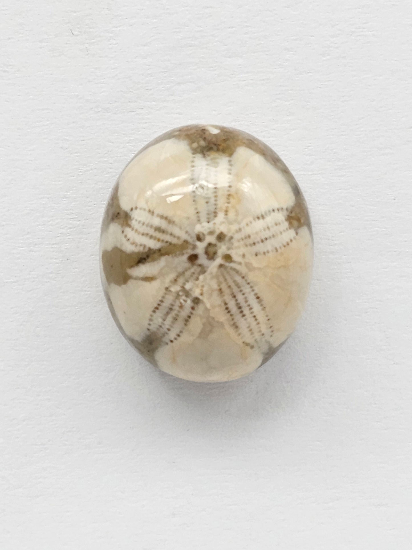 Sand Dollar Fossil