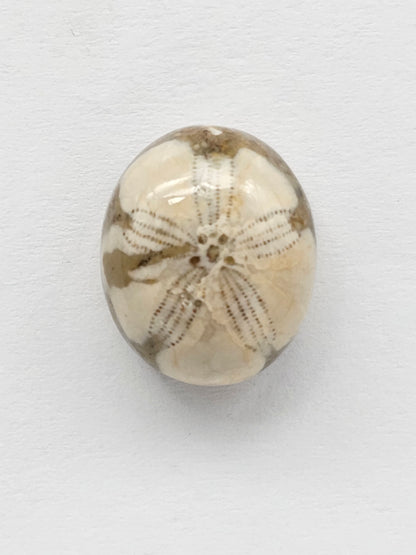 Sand Dollar Fossil