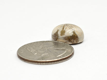 Sand Dollar Fossil