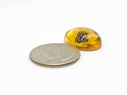 Amber Intaglio Cabochon | Hand-Carved Natural Amber