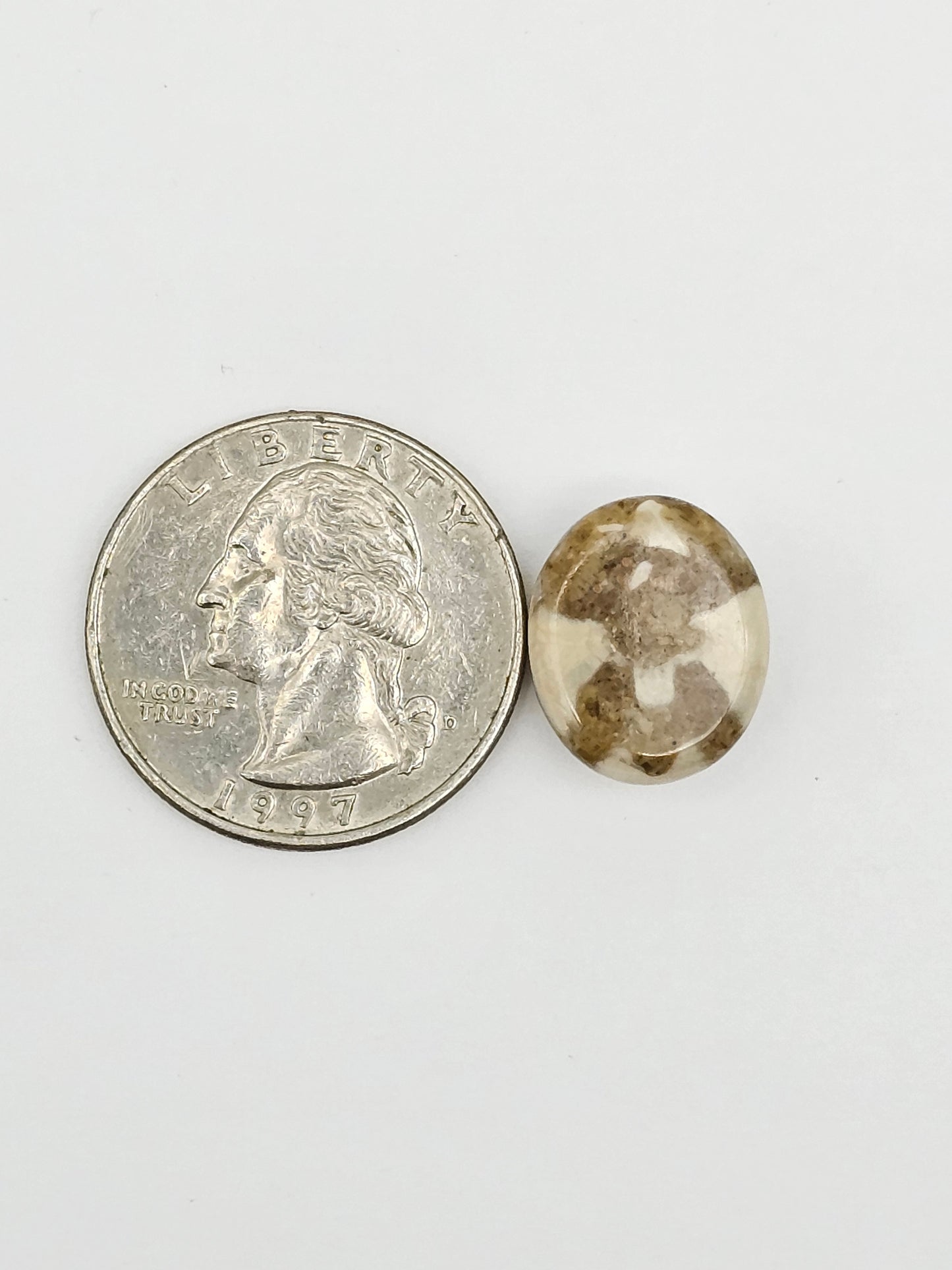 Sand Dollar Fossil