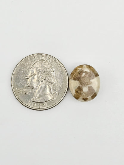 Sand Dollar Fossil