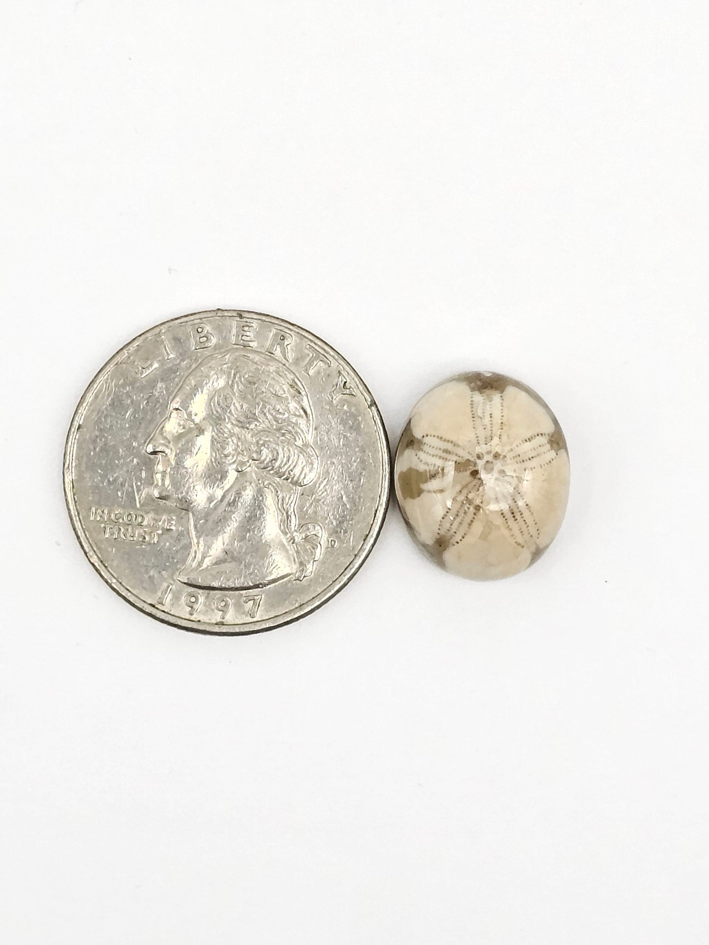 Sand Dollar Fossil