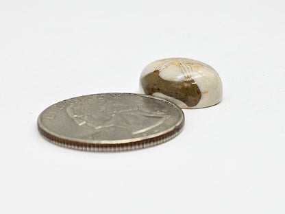 Sand Dollar Fossil