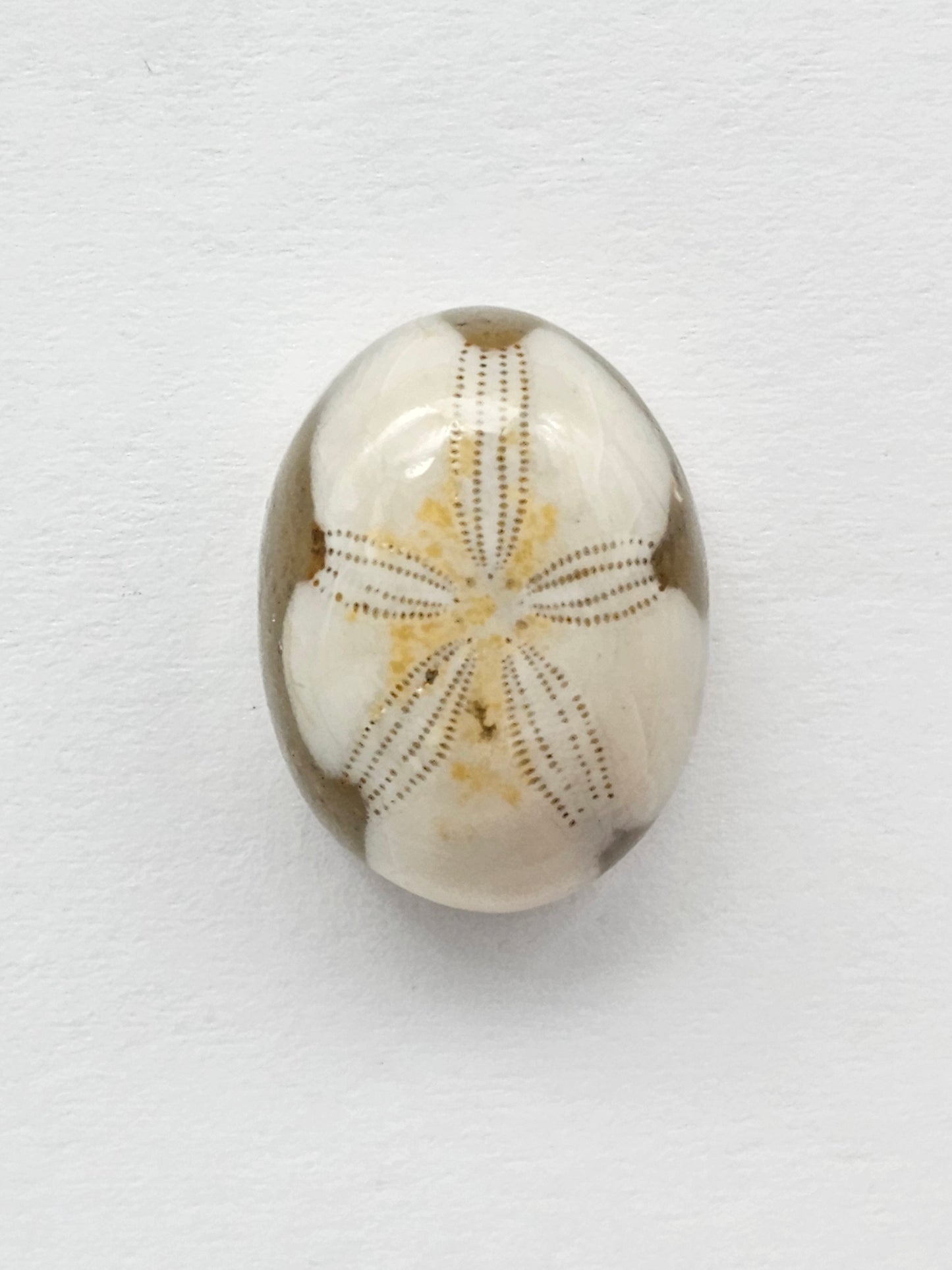 Sand Dollar Fossil
