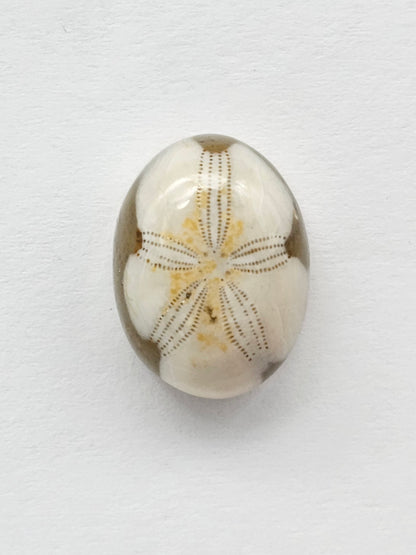 Sand Dollar Fossil