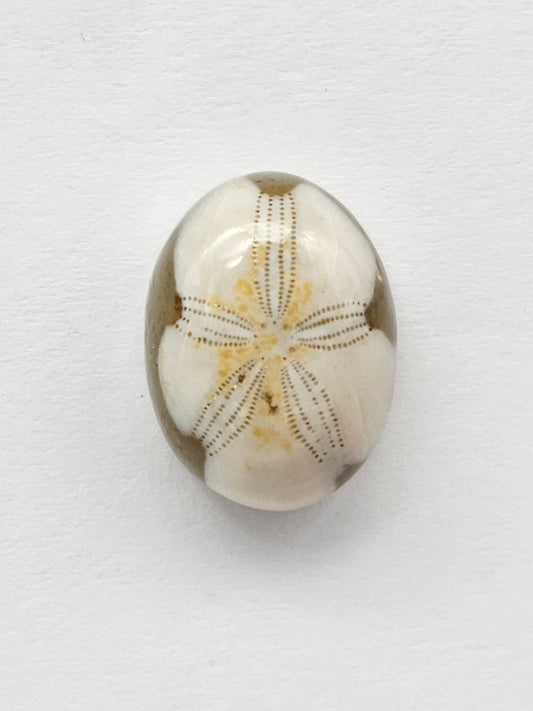 Sand Dollar Fossil