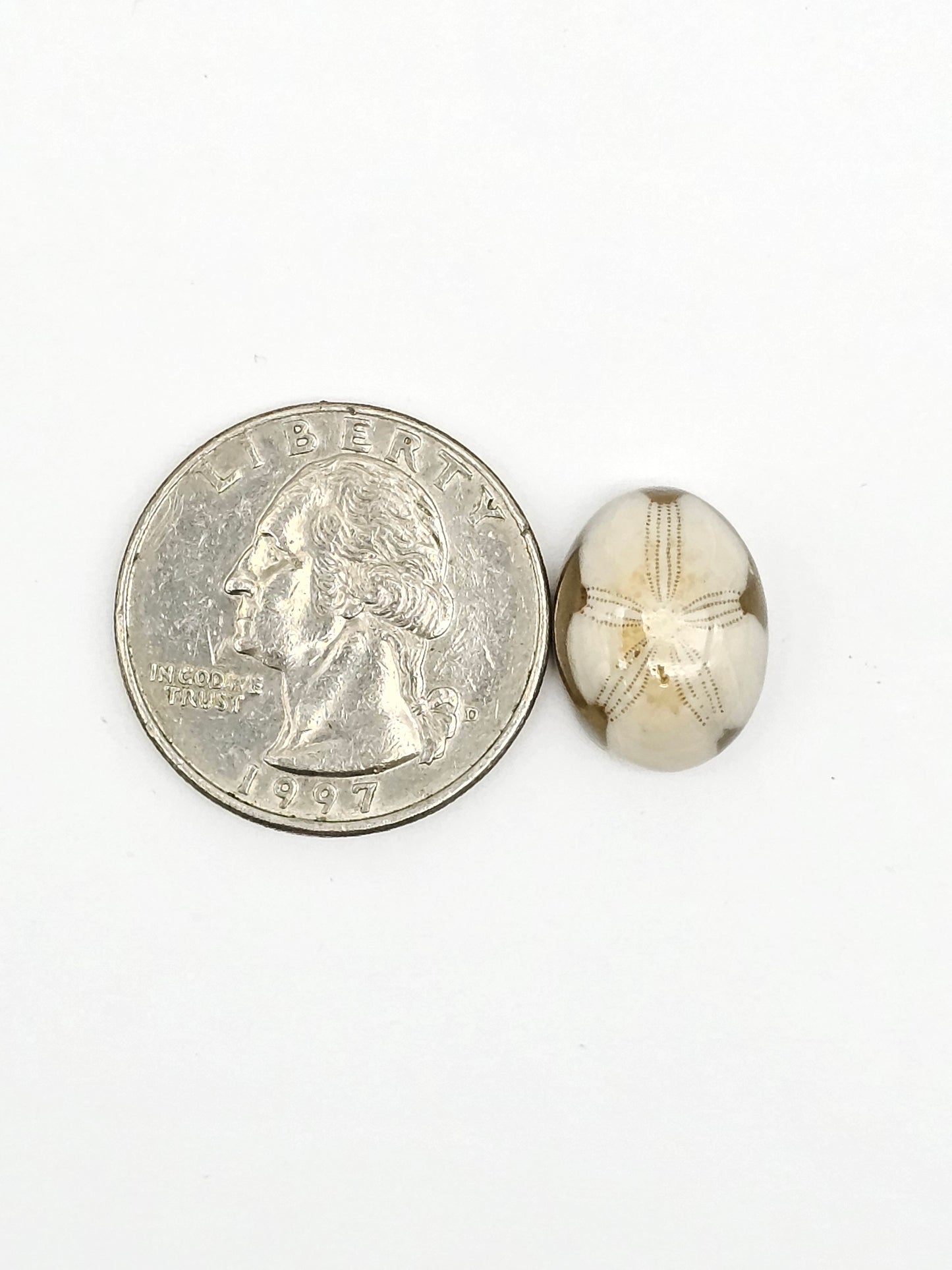 Sand Dollar Fossil