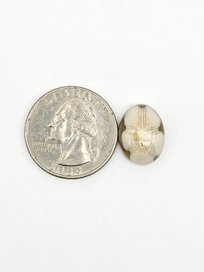 Sand Dollar Fossil