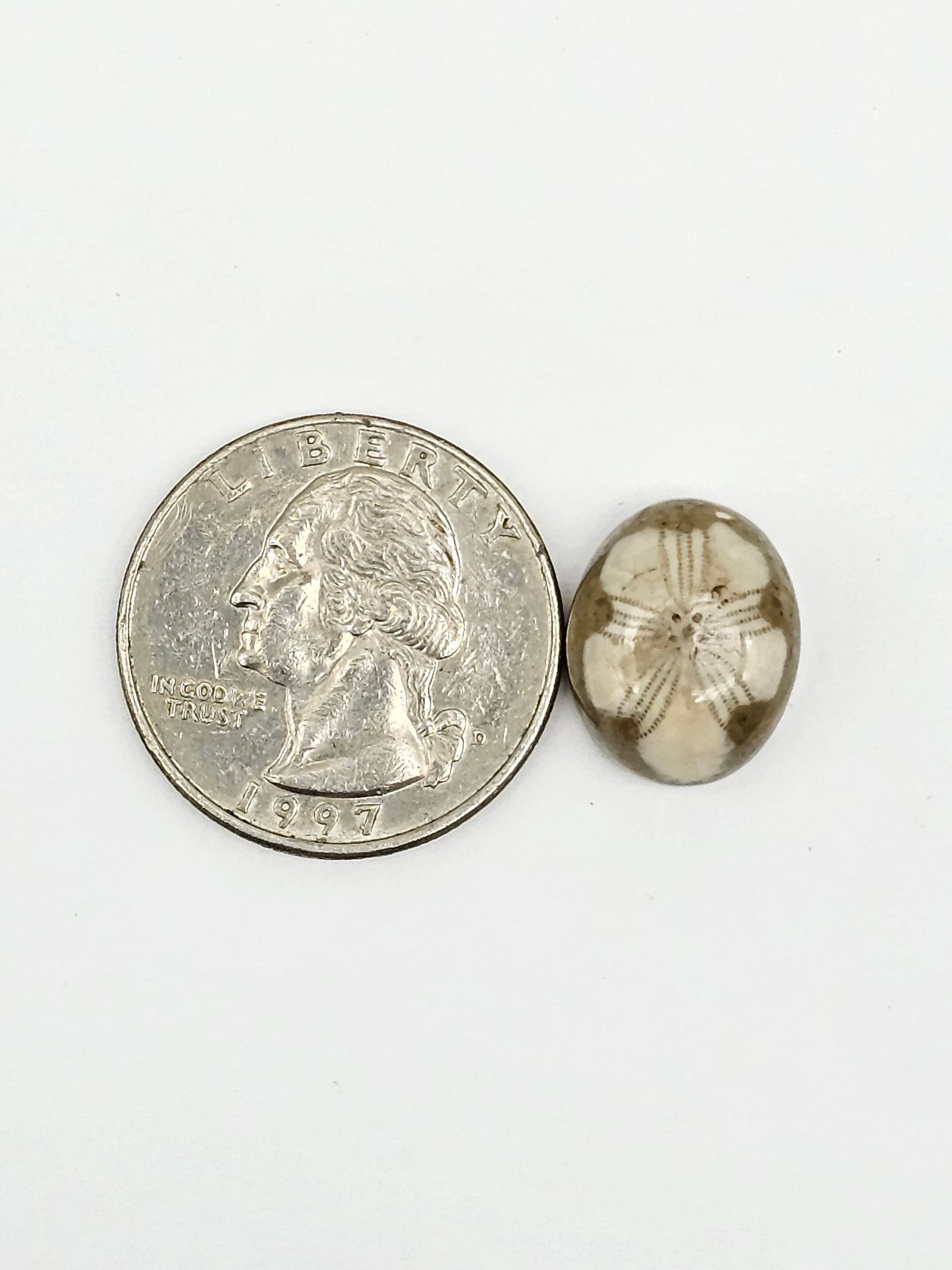 Sand Dollar Fossil