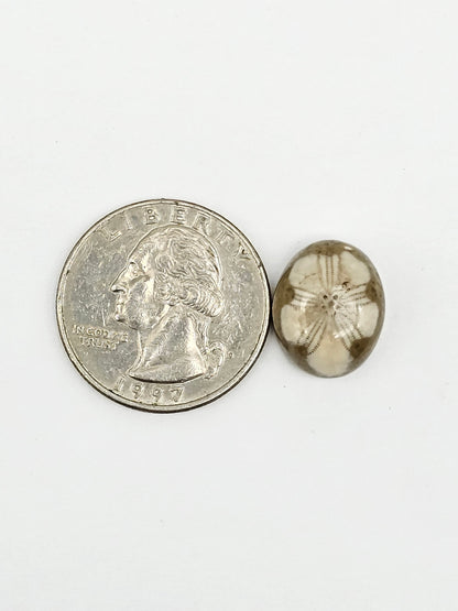 Sand Dollar Fossil