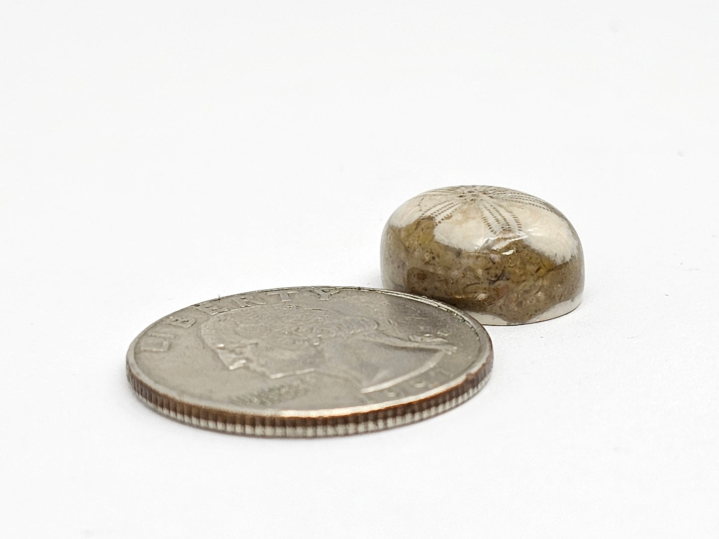 Sand Dollar Fossil