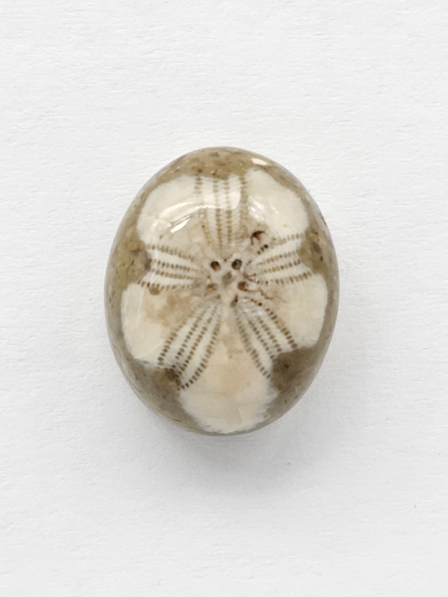 Sand Dollar Fossil