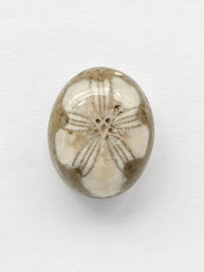 Sand Dollar Fossil