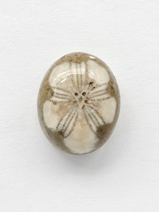 Sand Dollar Fossil