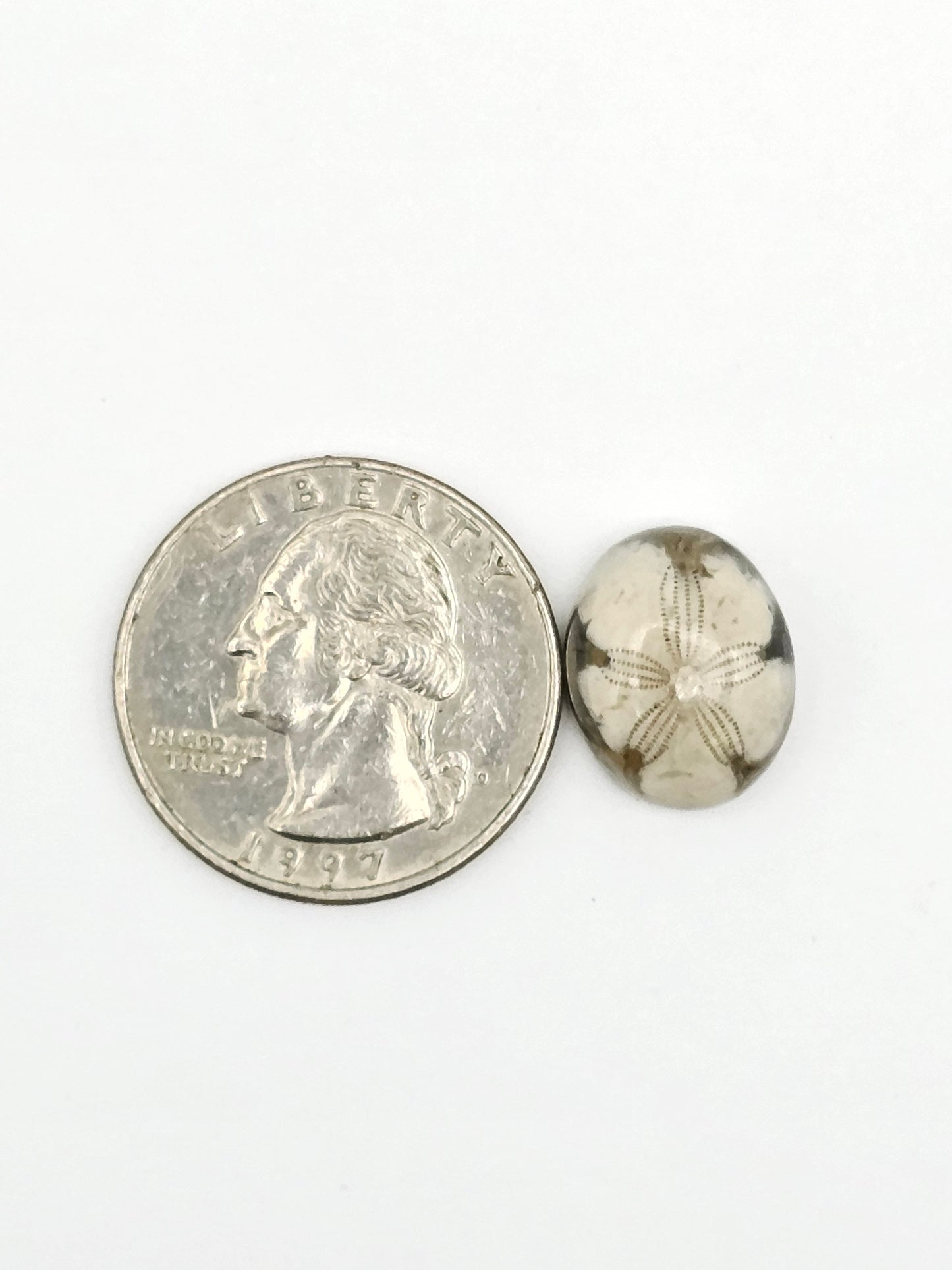 Sand Dollar Fossil