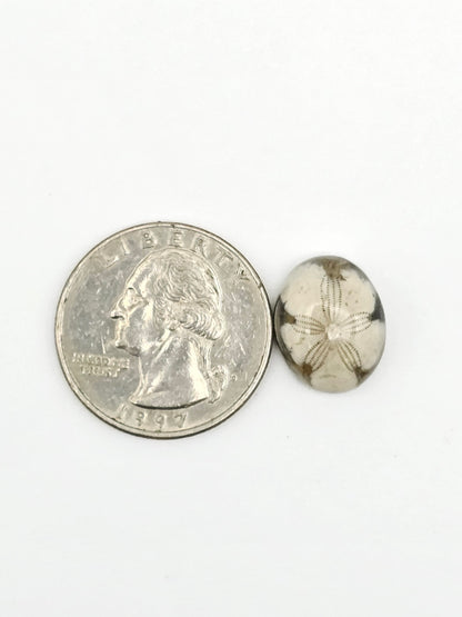 Sand Dollar Fossil