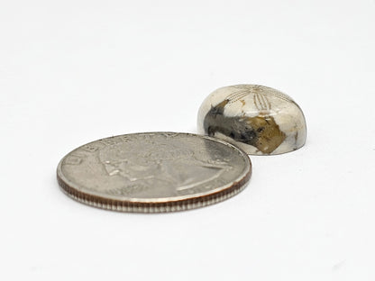 Sand Dollar Fossil