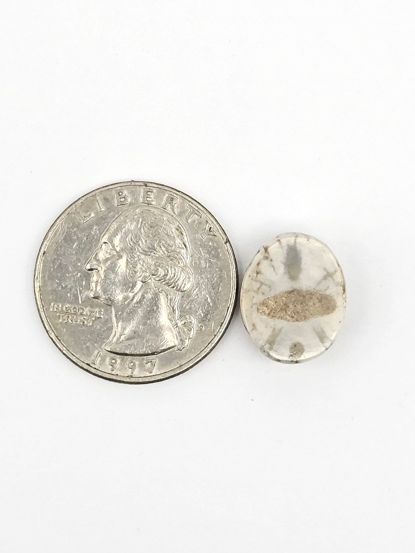 Sand Dollar Fossil