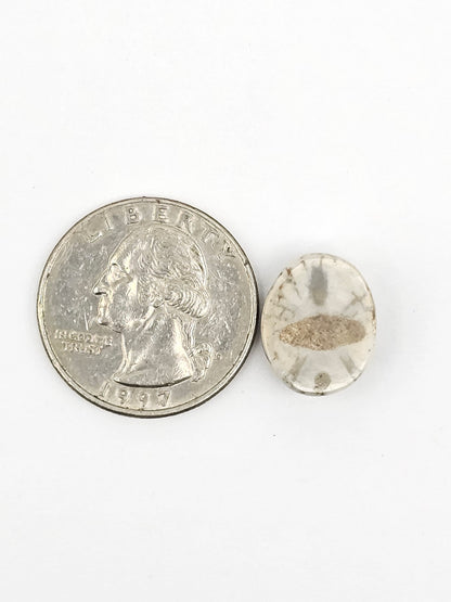 Sand Dollar Fossil