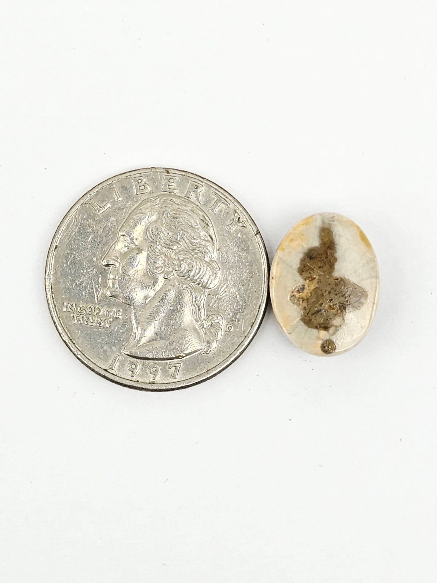 Sand Dollar Fossil
