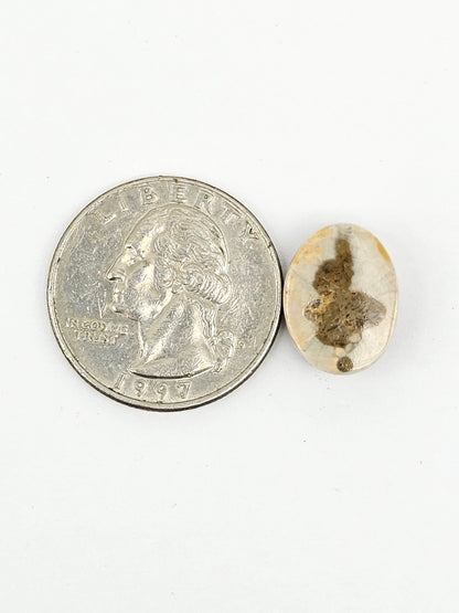 Sand Dollar Fossil