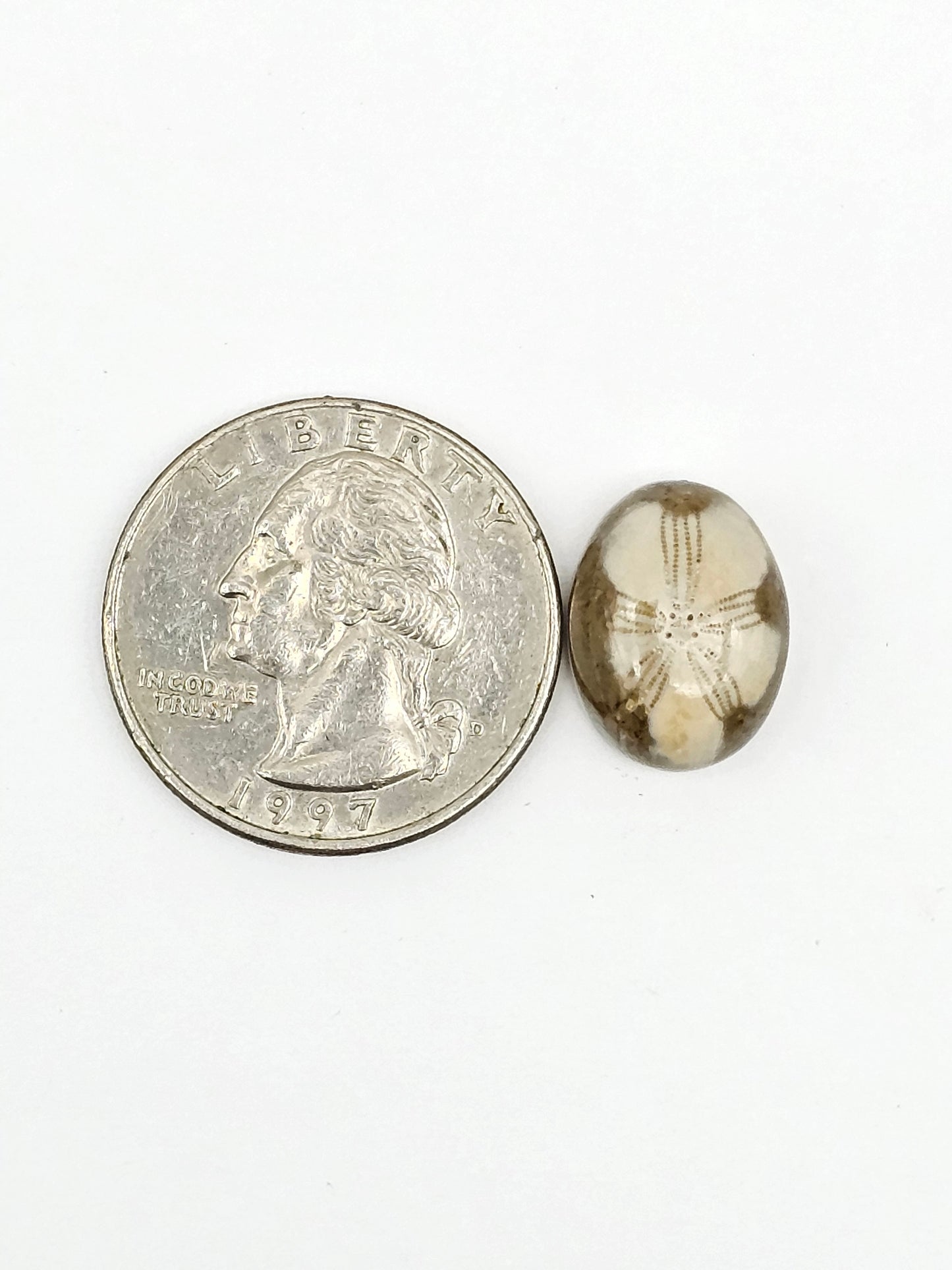 Sand Dollar Fossil