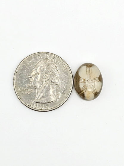Sand Dollar Fossil