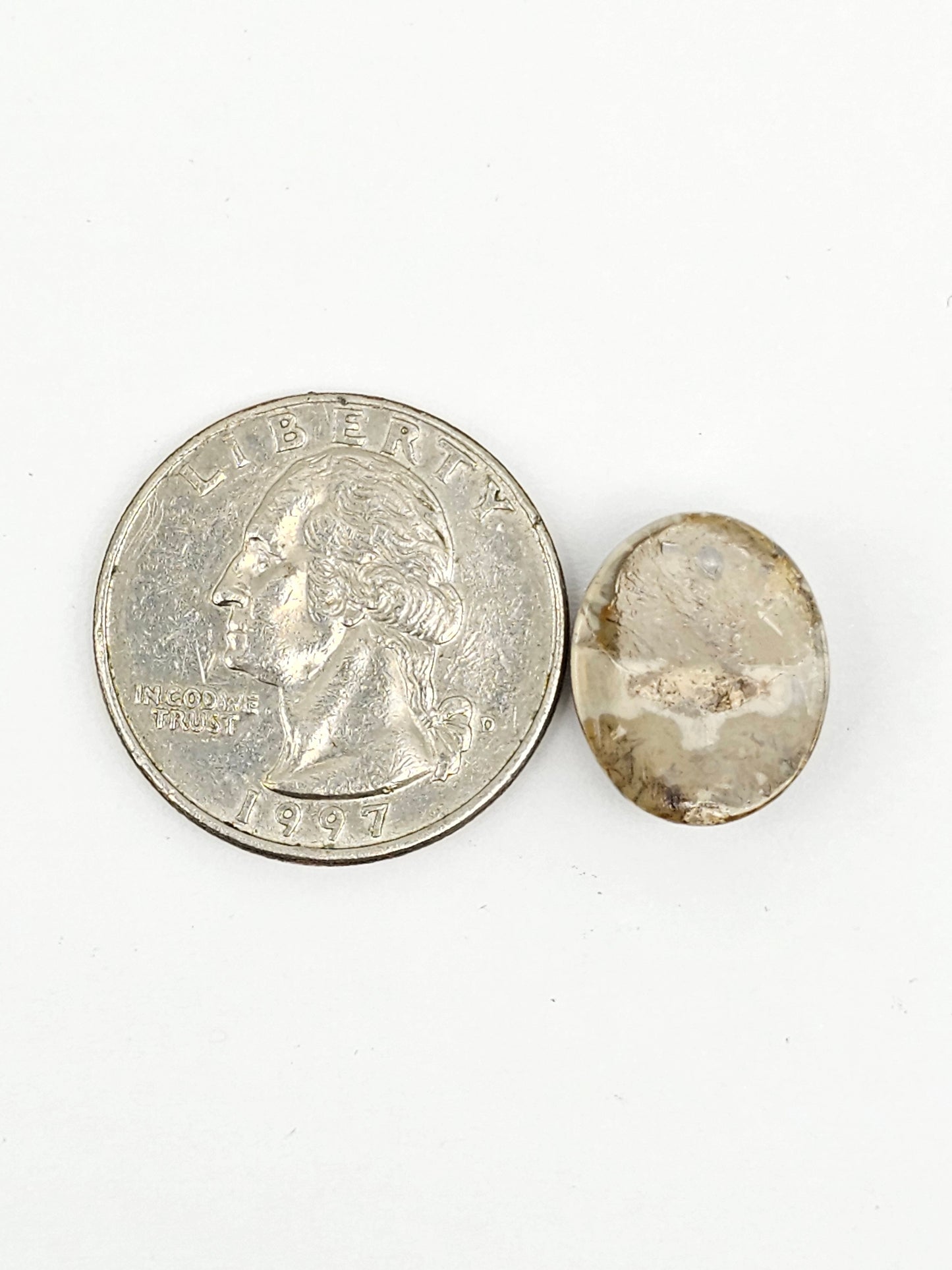 Sand Dollar Fossil