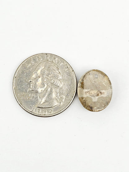 Sand Dollar Fossil