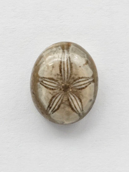 Sand Dollar Fossil