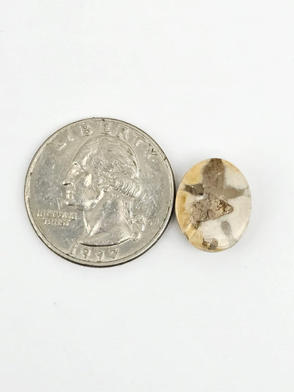 Sand Dollar Fossil