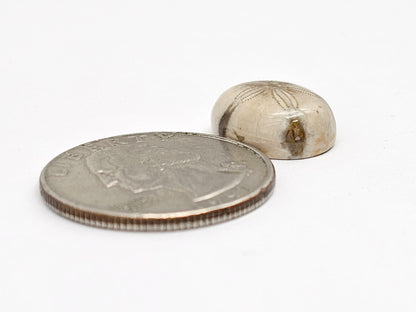 Sand Dollar Fossil