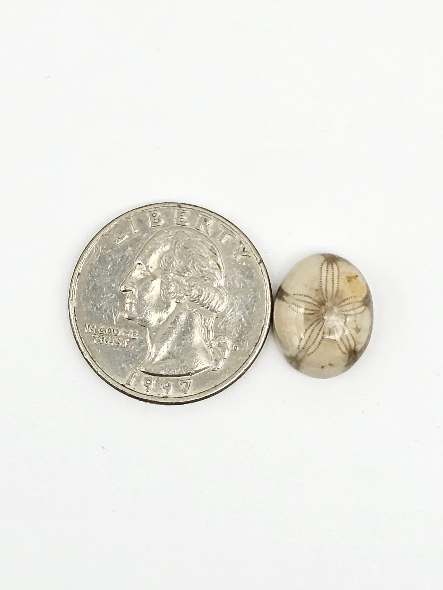 Sand Dollar Fossil