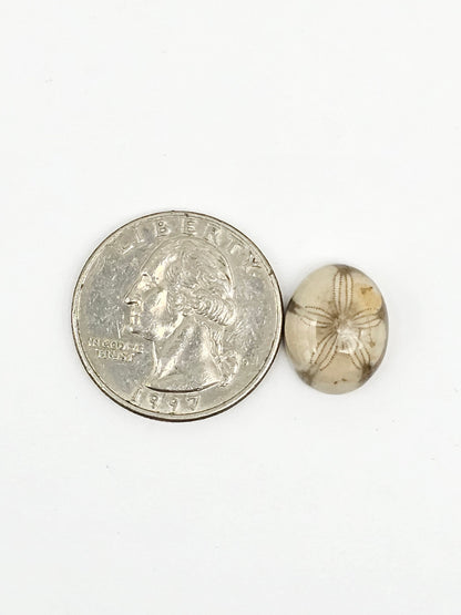Sand Dollar Fossil