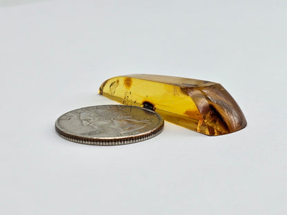 Real amber with insect inclusion