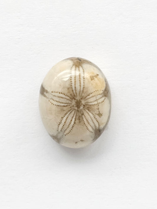Sand Dollar Fossil
