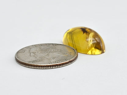 Real amber with insect inclusion
