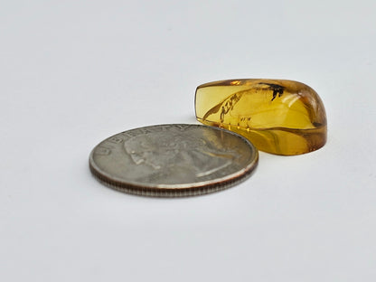 Real amber with insect inclusion