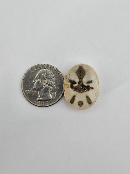 Sand dollar fossil medium