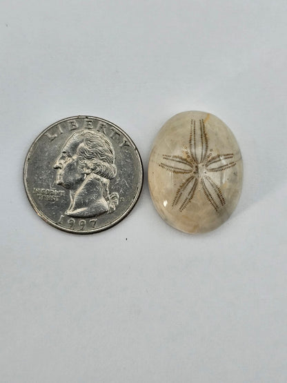 Sand dollar fossil medium