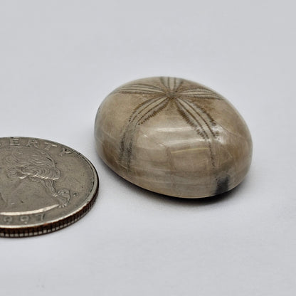 Sand Dollar fossil large
