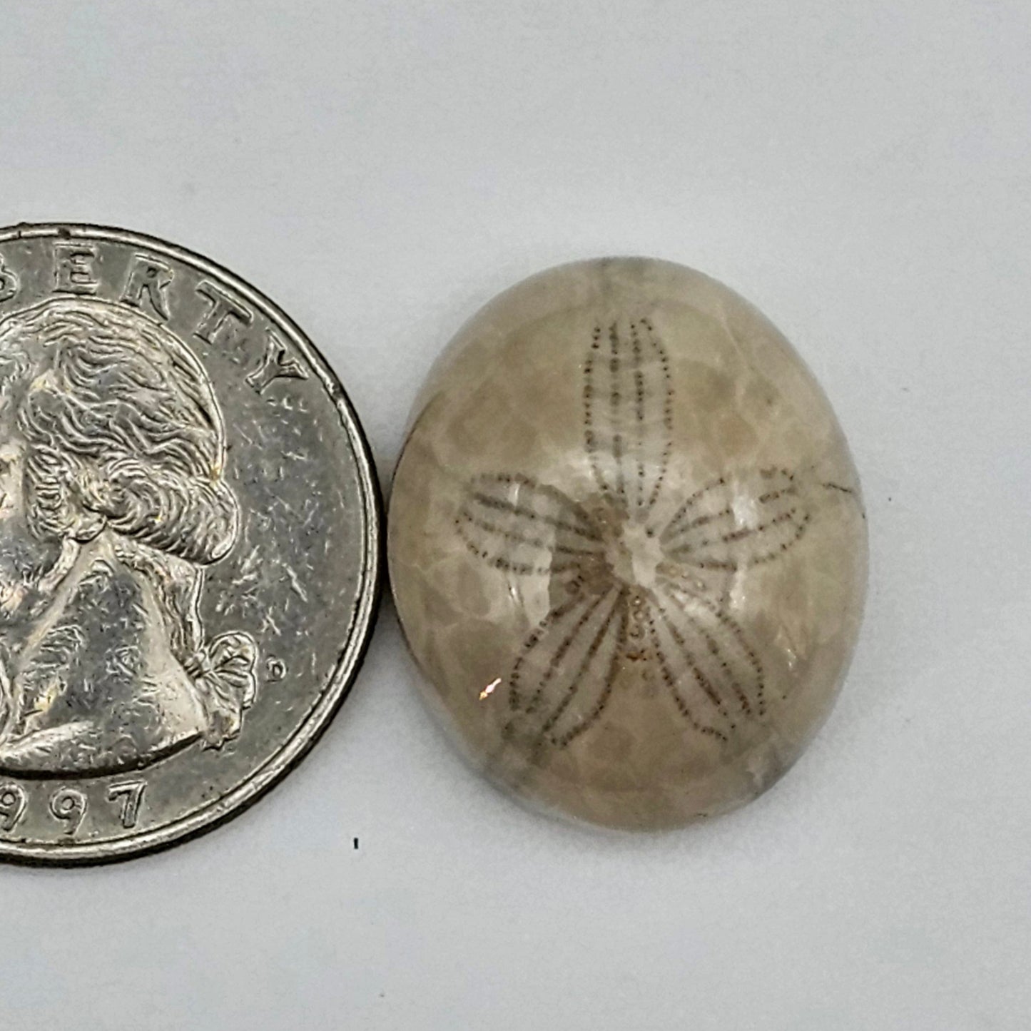 Sand dollar fossil medium